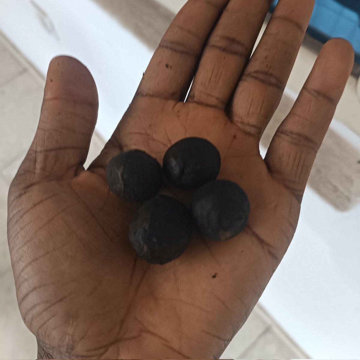 ntheg74138xx's tweet photo. I really enjoy eating Tetracarpidium Conophorum, I've eaten more than 15 today

What are they called in your language? https://t.co/gjrjJhgS1h