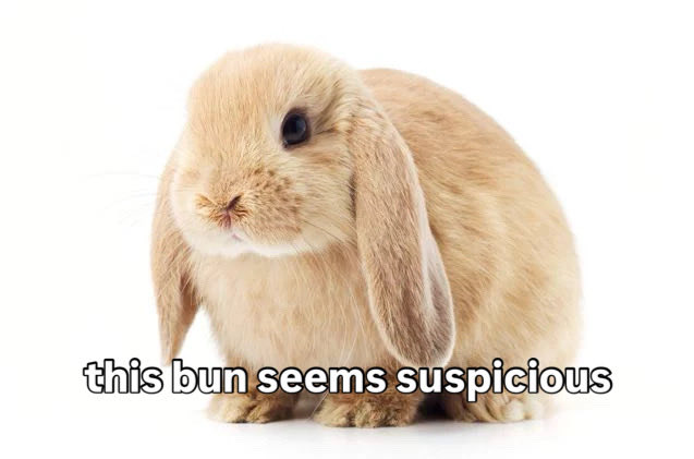 Bunnies tweet media