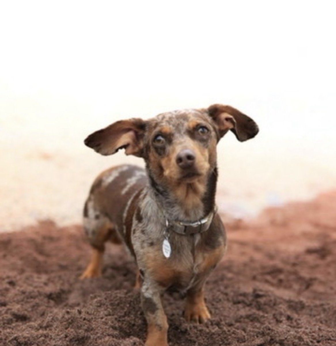 millypod1's tweet photo. NALA HOME SAFE. THANKS FOR RT's😊🐕🐾
🆘3O JUNE 2026 #Lost Nala #ScanMe
Dachshund: Miniature Female
Thurlbear Wood #TA3 #Taunton #Somerset
Please don’t try and catch her just report any sightings! Thank you. https://t.co/DeZXyvZ2TK https://t.co/Y1huEjfVkC