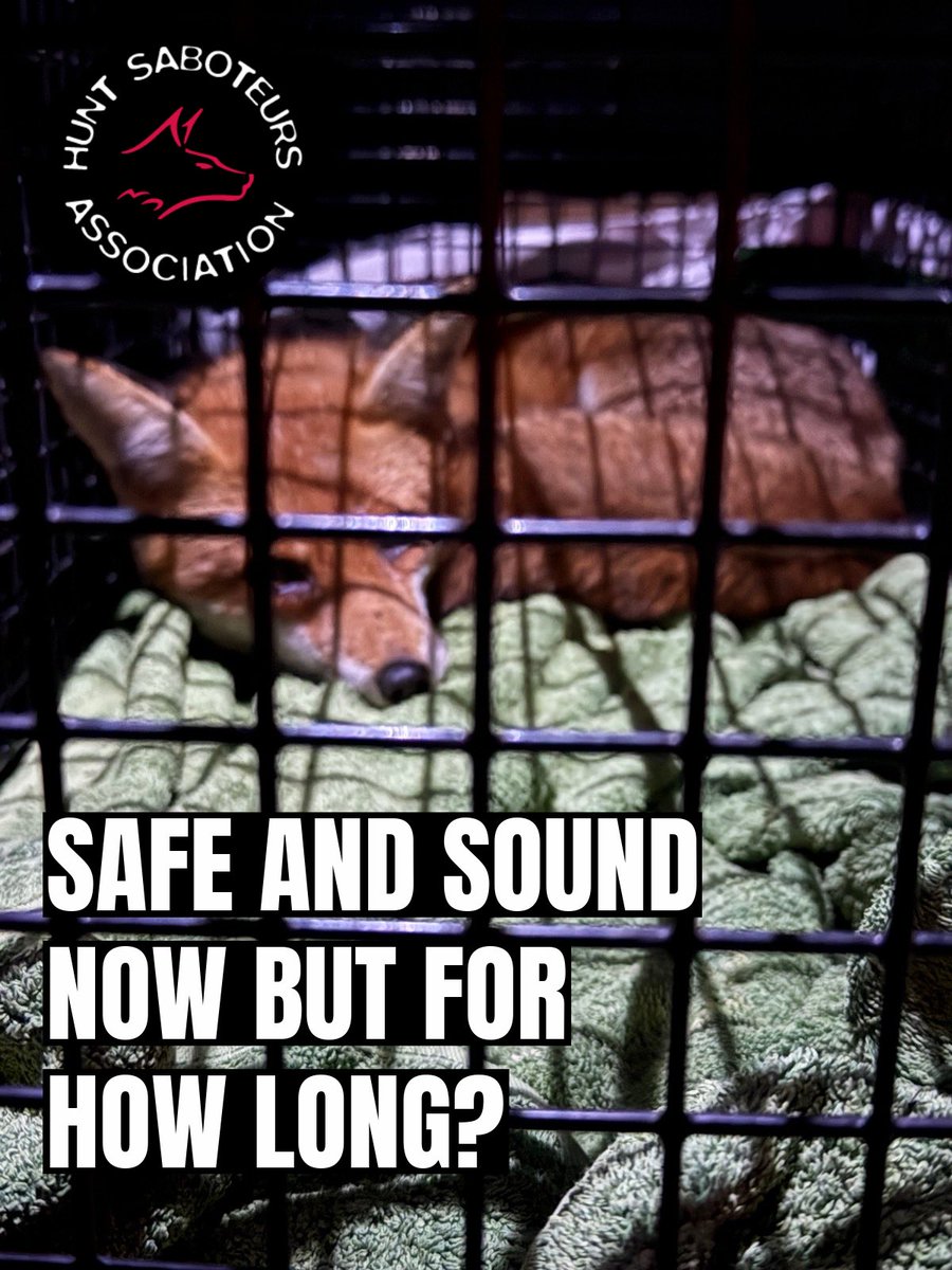 HuntSabs's tweet photo. A Hunt Saboteur spokesperson said,

“It is high time the Government made good on its manifesto commitment and banned not only these vile snares outright, but also the hideously cruel Larsen traps that cause immense suffering to both the captive call birds and the birds they are used to catch.

But this is just the tip of the iceberg on many shooting estates, where wildlife that may prey on gamebird poults is routinely trapped and killed to maximise the number of birds available for shooting each autumn. Hunt Sabs regularly document the use of Larsen traps alongside spring traps, poisons and other predator control methods. All of this is done to protect gamebirds bred and released for sport—many of which will themselves ultimately be shot, with thousands ending up discarded in stink pits or other waste disposal sites each year.”

Read more 👇🏼 

https://t.co/cOQMZBaUJF