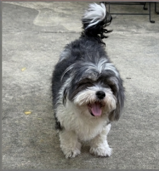 KeithOlbermann's tweet photo. SPENCER IS MISSING IN QUEENS: last seen at 56th Street and 32nd Avenue in Woodside. If you've seen or found him please go here: 
https://t.co/OXCB1h8Y7D and/or call 877-818-0060 and PLEASE RT SPENCER! https://t.co/patxSK220o