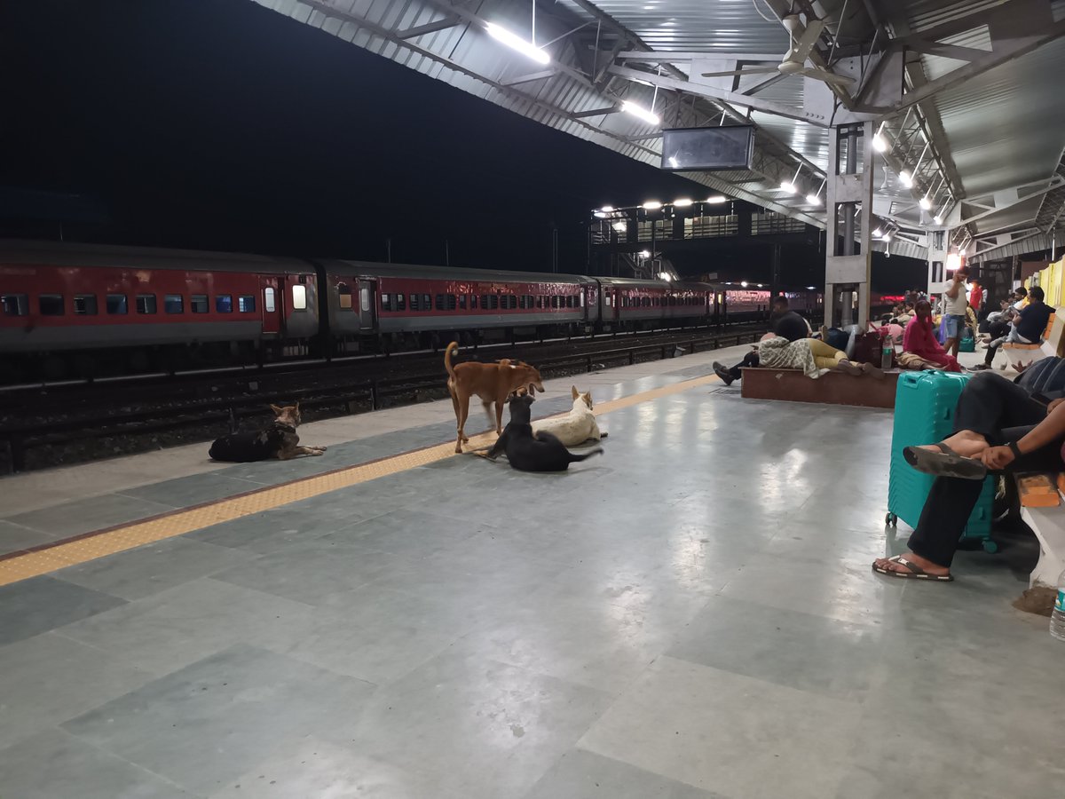 anjanimk's tweet photo. थावे जंक्शन पर कुत्ते भी ट्रेन पकड़ने आए हैं (2 July 2026, 11:08 PM)
@RailwaySeva https://t.co/zmwUXH9ijW