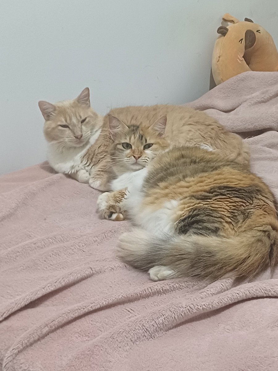 alphazgemini's tweet photo. @chicorinha_ dois croissants querendo ser animais https://t.co/bO1u4Rzq52