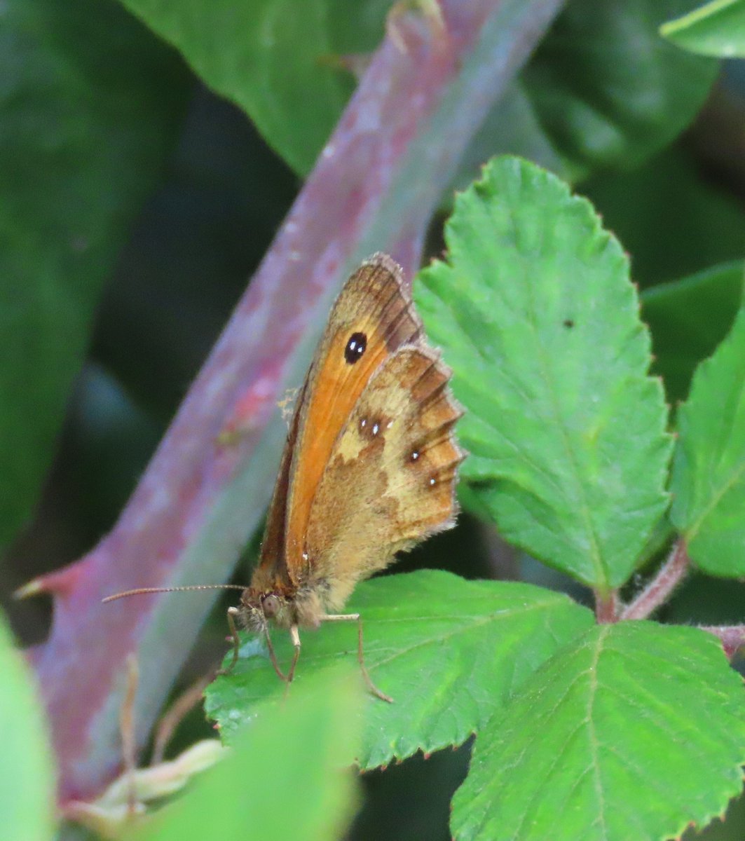 BC_Norfolk's tweet photo. Gatekeeper has emerged in good numbers in the north of the county in the last couple of days. Often flying with both Meadow Brown & Ringlet it can be identified from the former by the 2 white pupils on the eye-spots on the forewing. #savebutterflies https://t.co/UF7GRJXb8n