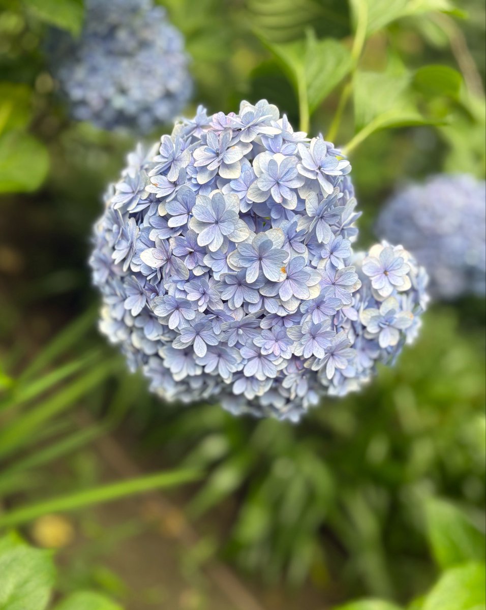 Shala_la5's tweet photo. ハートに空いたちっちゃな穴
もののあわれを残しつつ https://t.co/FGivCk4gb6