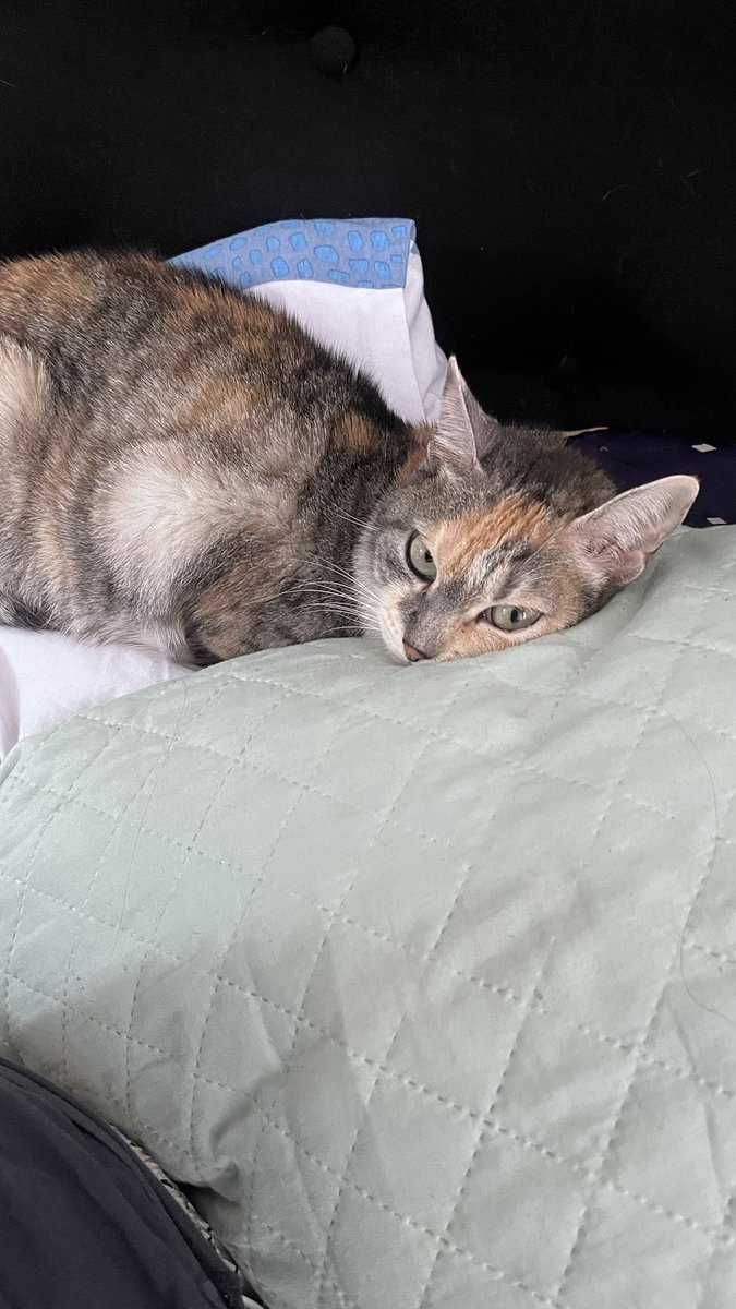 gi_alvss's tweet photo. A gata que apareceu no meu telhado e eu tentei doar pra todo mundo e ninguém quis. Adotei e virou meu grude, mas mal sabia eu que anos depois seria meu maior suporte emocional na única vez que pensei em suicídio  ❤️‍🩹❤️‍🩹 simplesmente meu coração fora do peito https://t.co/WwyLSrubjd