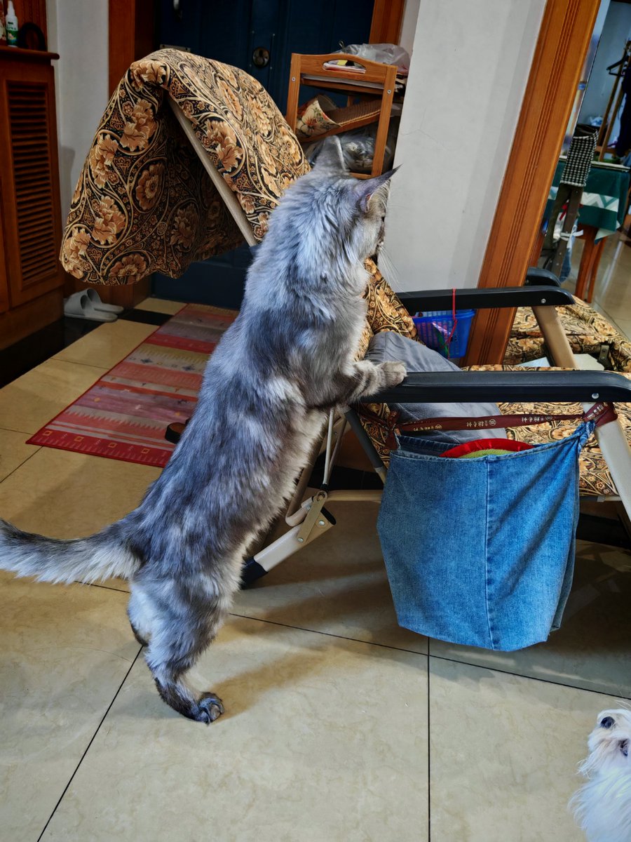 Andrey22984831's tweet photo. A stranger helped me carry my heavy groceries up three flights of stairs when my hands were full with my new cat carrier. Kindness makes small days shine brighter https://t.co/svTFotQyYK