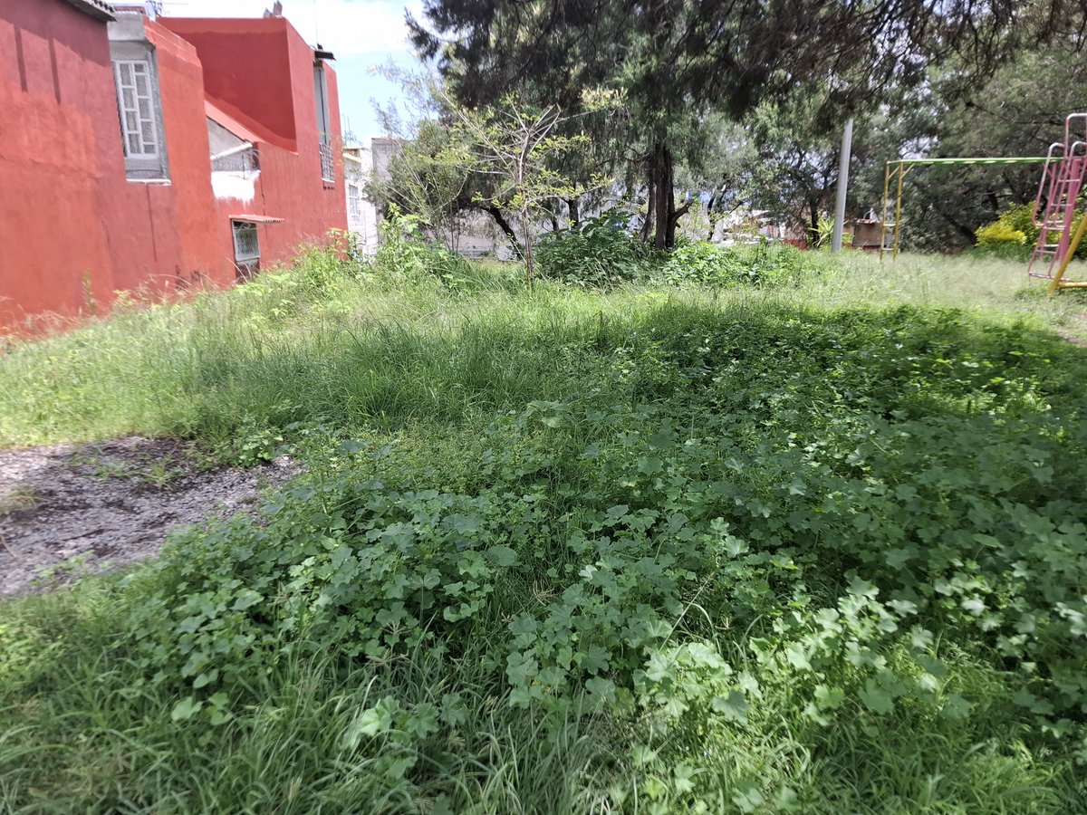 RodolfoMig65682's tweet photo. @AmbientePuebla @pepechedrauimx @
Buenos dias por ester medio solicito apoyo para que se de mantenimiento al parque de la colon clavijero calle Rodriguez alconedo entre luis cabrera y fernando montes de oca ya que con la lluvia el pasto ha crecido considerablemente https://t.co/ee7j6jGr5w