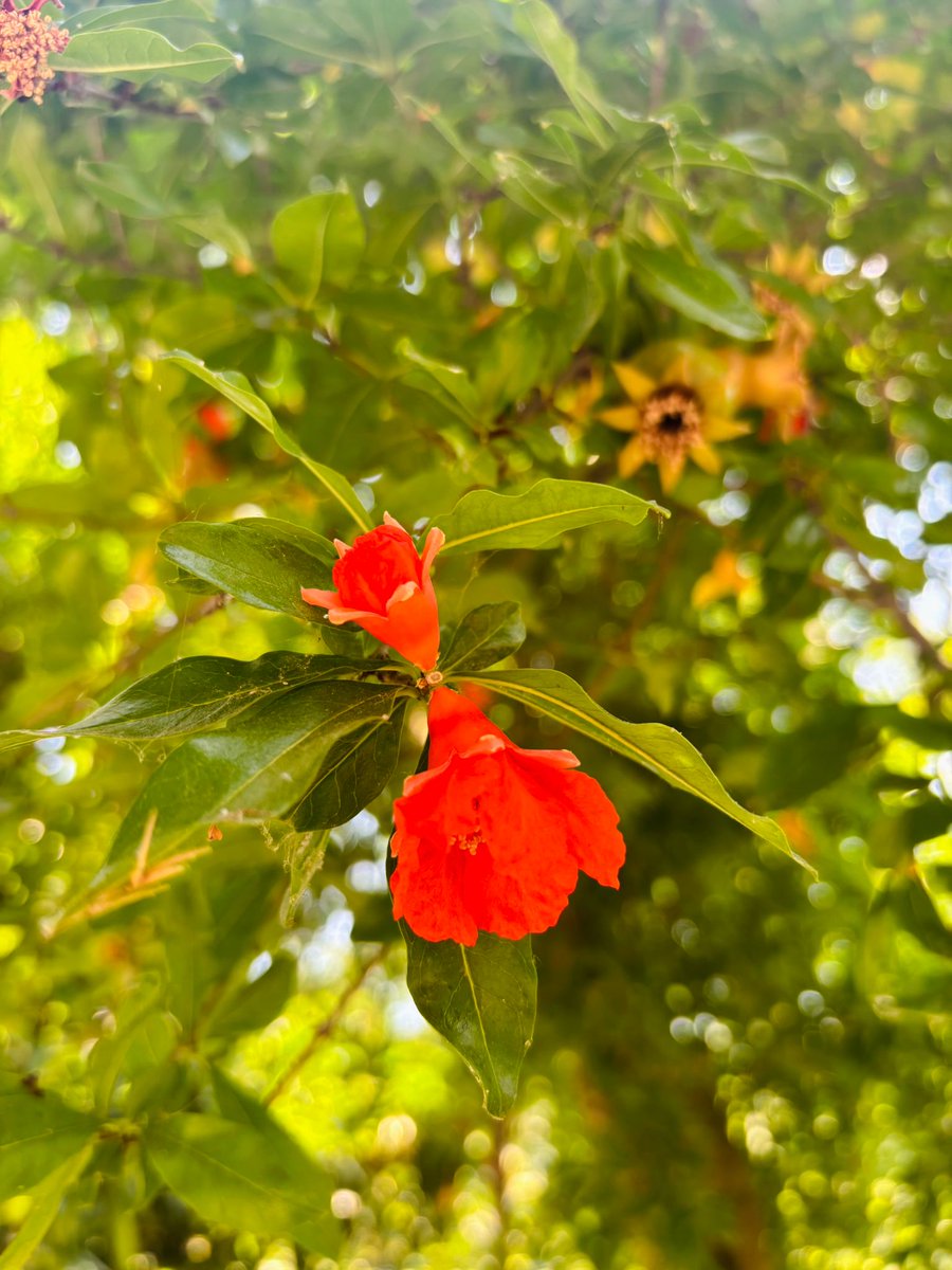 hsgllmm's tweet photo. Yaz' 🍒🌻🌿💚 https://t.co/Jfh6mKH4mf