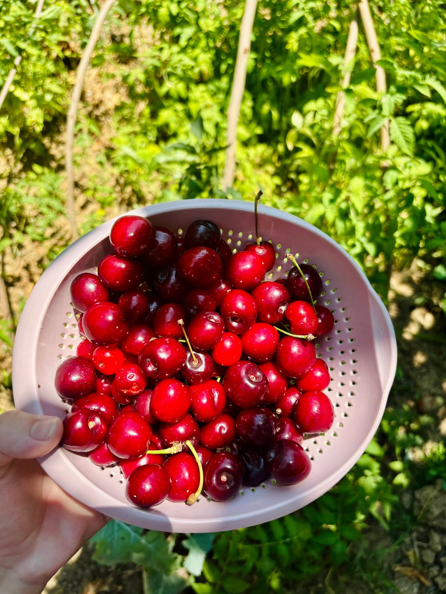 hsgllmm's tweet photo. Yaz' 🍒🌻🌿💚 https://t.co/Jfh6mKH4mf