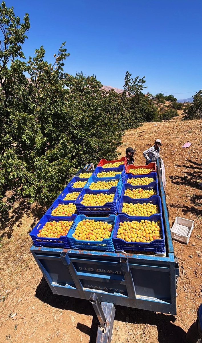 DevletiMalatya's tweet photo. Malatya'da kayısı sezonu başladı. ♥️ https://t.co/kCo2UuCGEV