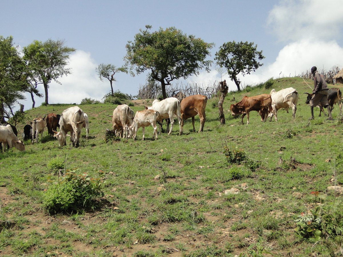 piusloupa's tweet photo. #MountainsMatter Lokwang Kinei grazing his cattle on the slopes of the Ik–Morungole Mountain Range in Kamion Sub-county, Kaabong District. It is a story of coexistence, traditional knowledge, and the importance of protecting Indigenous pastoral landscapes in a changing climate. https://t.co/SZFmbuIOIj