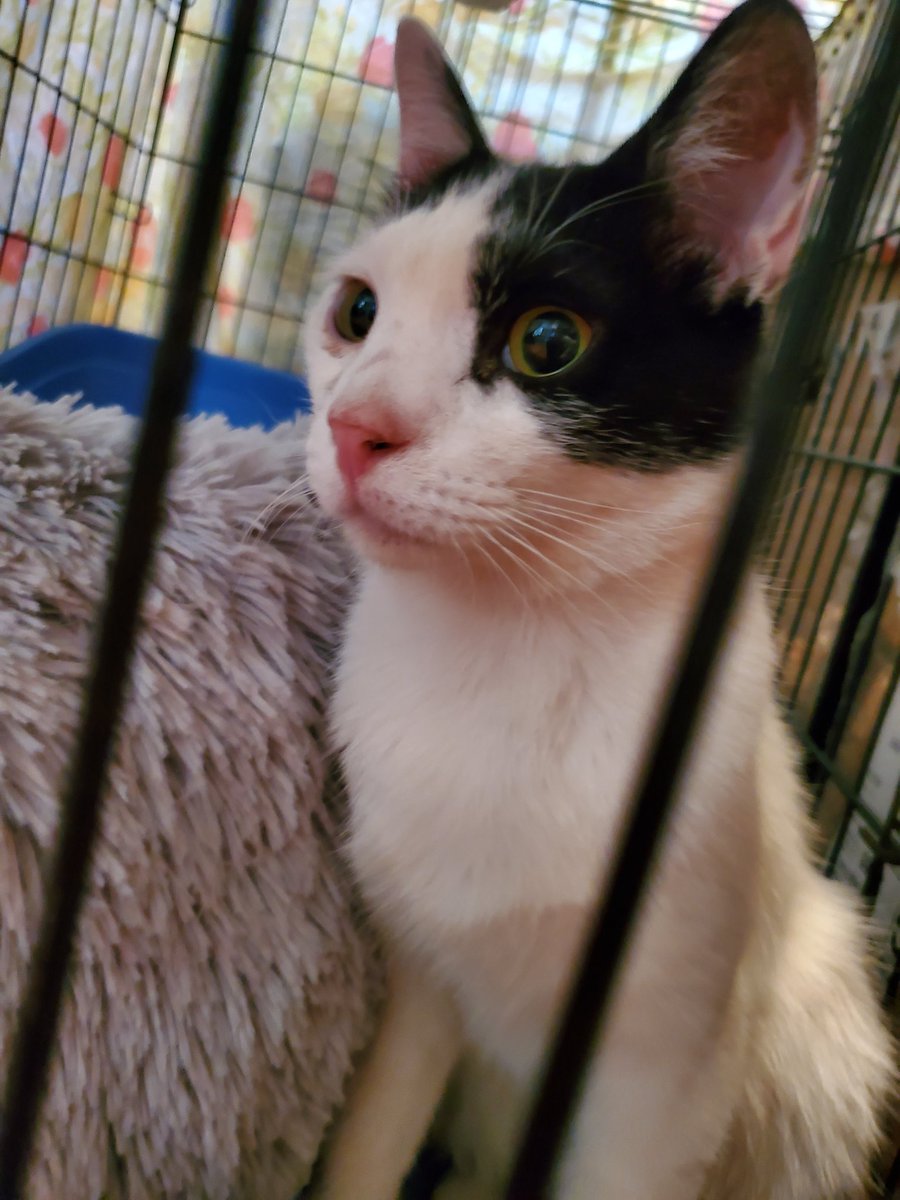 CoogiCatLady's tweet photo. Moo is recovering nicely!  Wants to be too wild and playful so she will relax in this quiet zone for a couple of days. She says "getting spayed is a breeze, tell yer furriends it's no biggie!" Moo had to know people luv before to be this affectionate!❤️🤍🖤 This face!💕💕💕 https://t.co/ilv1BFX1sv