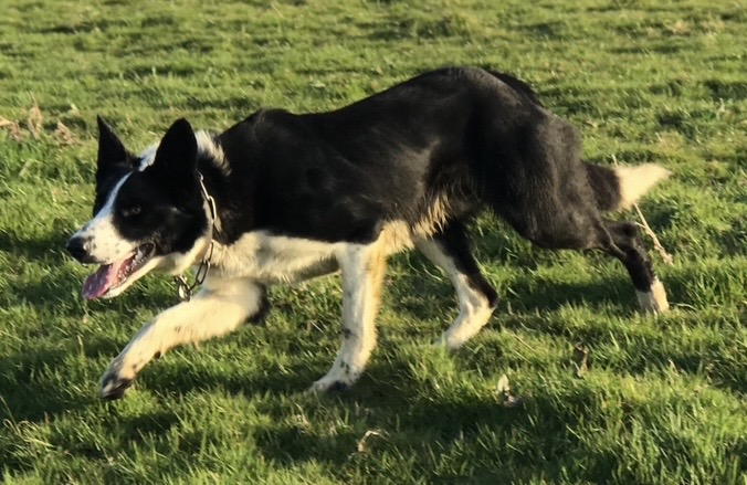 millypod1's tweet photo. 🆘26 JUNE 2026 #Lost Turbo #ScanMe
Border Collie Male
Beach #Pwlheli #Gwynedd #Wales #LL53
https://t.co/FTTvguAsR6 https://t.co/RSconDkpb9