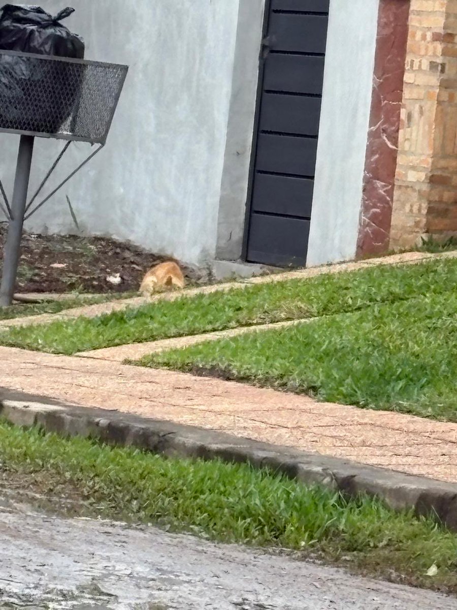 sandrushdka's tweet photo. Le pueden rescatar a este gatito 🐈 que está a media cuadra de Botánica 4, en diagonal a la plaza María Auxiliadora tiembla de frío @koalandeMichi le habrán abandonado xq varios días está ahí solito https://t.co/R0PQlkYPHr