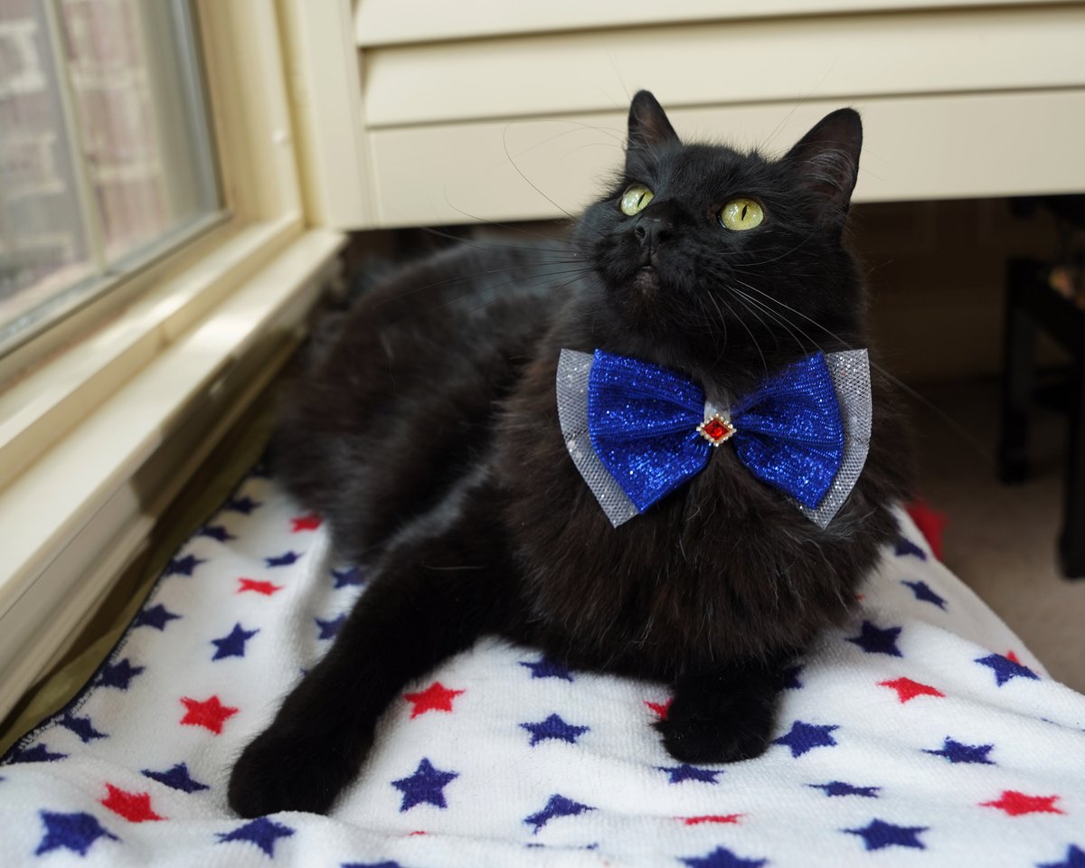 ZolderTheCat's tweet photo. Ramping up the patriotic feels today and getting ready for the long weekend! Hope y'all have fun plans!
#BlackCat #4thofJuly #RescueCat https://t.co/bUPO1fnCWt