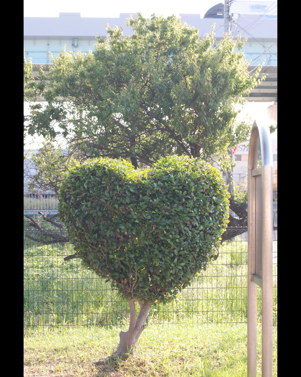 Tonchan58's tweet photo. 職人さんの遊び心♥
【第29話 D60 × Nikon NIKKOR-S・C Auto 1:1.4 f=50mm 1973年 昭和48年 発売】国産オールドレンズ図鑑
https://t.co/EFbdbPJsKb
#国産オールドレンズ図鑑
#感写　#春日原　#CLOVEとんちゃん https://t.co/U3Im9p41rA
