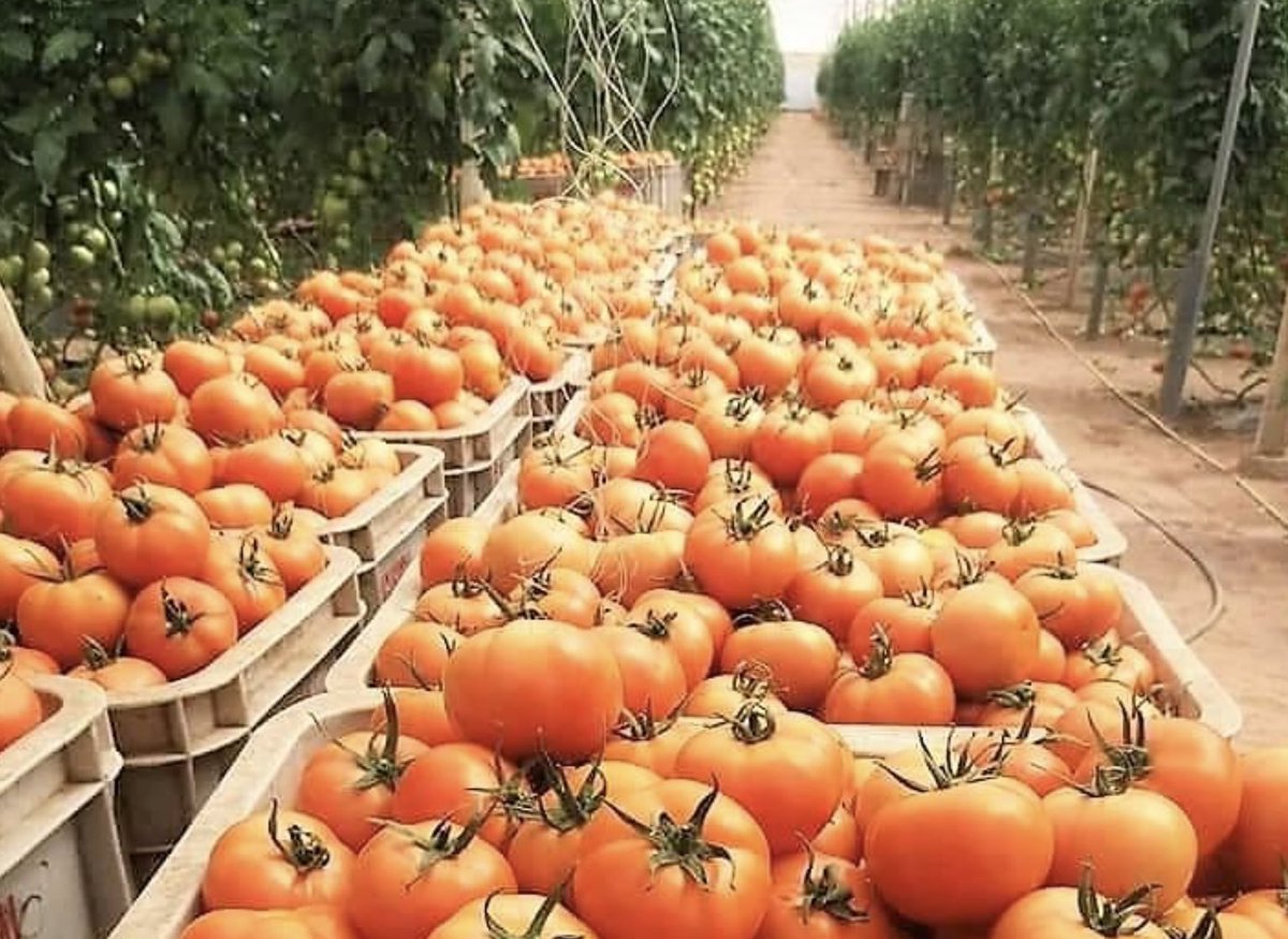 NMalainin's tweet photo. من أشجار الأركان إلى الواحات والسهول الخصبة، تحمل الأرض المغربية قصة فريدة من التنوع والعطاء والاستدامة.

المغرب أرض تنبت وتنتج الخير. 

#اكتشف_المغرب #DiscoverMorocco #Morocco #Maroc #Marruecos #Marokko #モロッコ https://t.co/C4wPeNcUMk