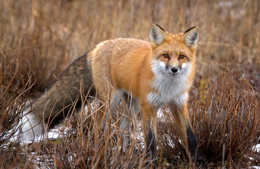 Spookylook80332's tweet photo. @idoitsmaina @TailBiscuits i assume its because there's some foxes with brown features on the fur and they wanted to make him fox accurate? https://t.co/v0II24FTEb