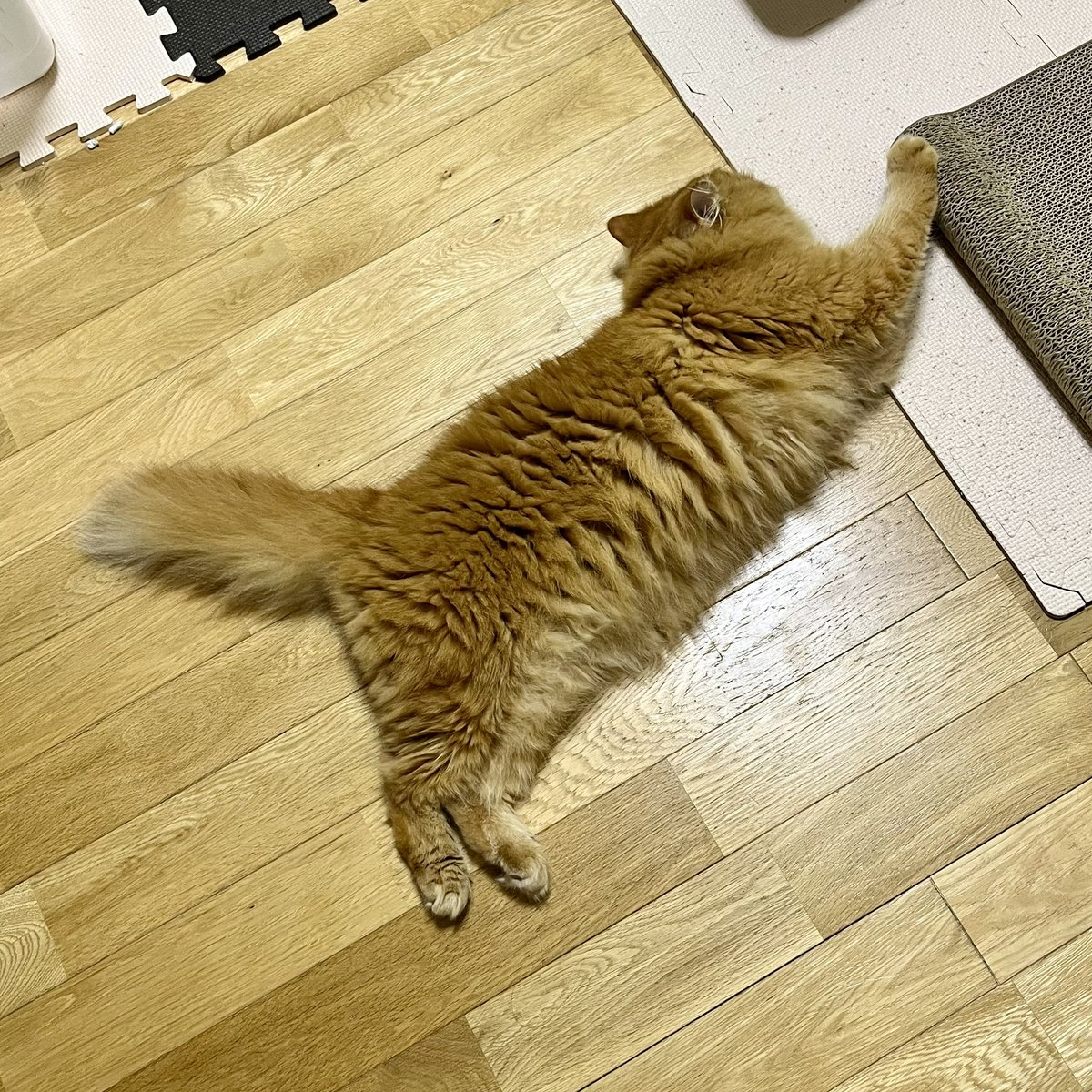 kohaku220806's tweet photo. ブラッシング待ち…
起きたらもう準備完了してた🐾

華金おはようございます🌸✨️

#猫のいる暮らし https://t.co/6d9rsAzzOE