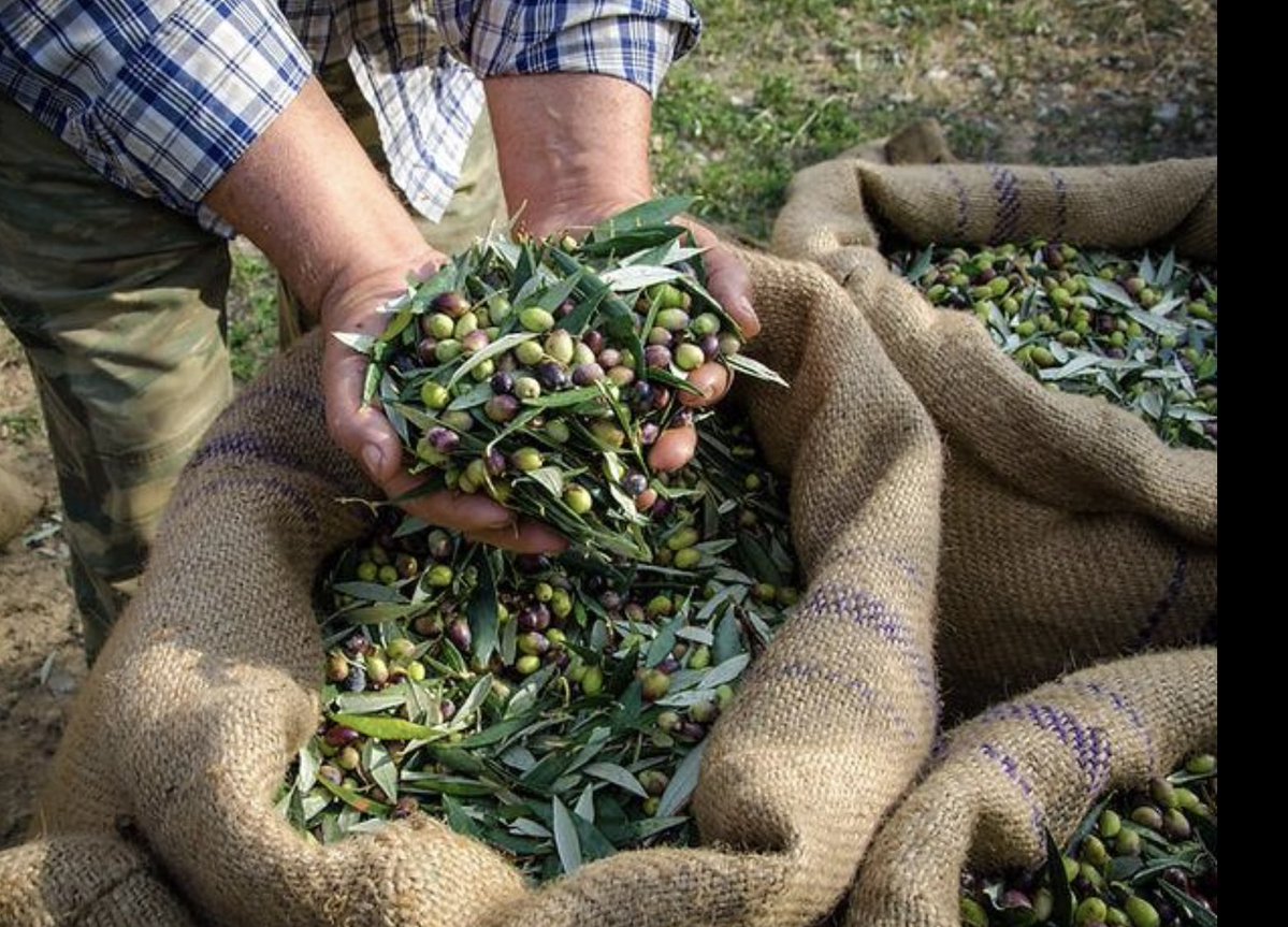 NMalainin's tweet photo. #DiscoverMorocco 🇲🇦

From the Argan forests to fertile valleys, from Atlantic coastlines to mountain landscapes, Morocco grows some of the world’s finest products.

Olive oil, citrus fruits, dates, saffron, argan, fresh produce, and centuries of agricultural heritage.

A land that cultivates quality, sustainability, and tradition.

Discover Morocco. 🇲🇦

#Morocco
#Maroc
#Marruecos
#Marokko
#モロッコ
#اكتشف_المغرب