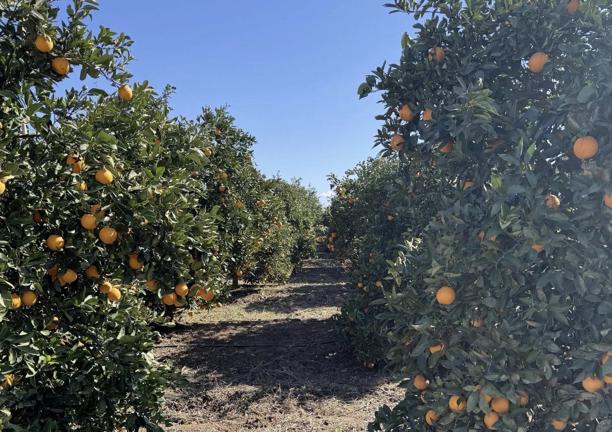 NMalainin's tweet photo. #DiscoverMorocco 🇲🇦

From the Argan forests to fertile valleys, from Atlantic coastlines to mountain landscapes, Morocco grows some of the world’s finest products.

Olive oil, citrus fruits, dates, saffron, argan, fresh produce, and centuries of agricultural heritage.

A land that cultivates quality, sustainability, and tradition.

Discover Morocco. 🇲🇦

#Morocco
#Maroc
#Marruecos
#Marokko
#モロッコ
#اكتشف_المغرب