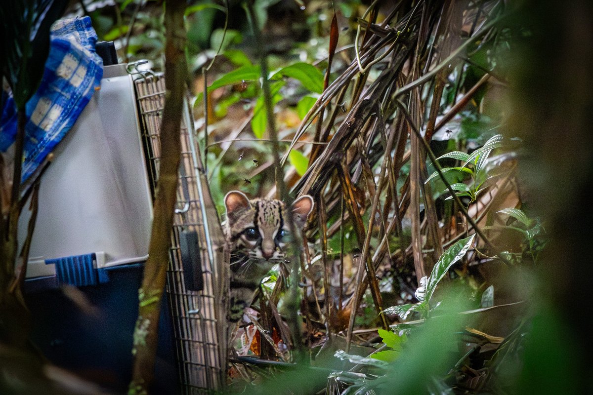 Teleantioquia's tweet photo. 🐆 Tras cinco meses de atención especializada, un felino silvestre del género Leopardus regresó a la libertad en el Chocó, luego de culminar con éxito su proceso de rehabilitación en el Centro de Atención y Valoración de Fauna Silvestre de Cornare.

El felino había sido rescatado cuando tenía apenas un mes y medio de edad y presentaba signos de desnutrición. Durante su recuperación desarrolló las habilidades necesarias para cazar, refugiarse y sobrevivir por sus propios medios en su hábitat natural.