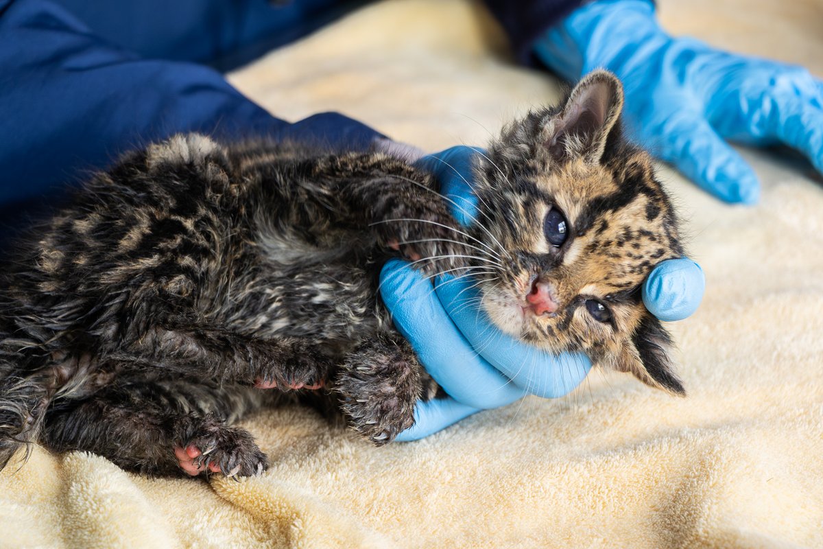 Teleantioquia's tweet photo. 🐆 Tras cinco meses de atención especializada, un felino silvestre del género Leopardus regresó a la libertad en el Chocó, luego de culminar con éxito su proceso de rehabilitación en el Centro de Atención y Valoración de Fauna Silvestre de Cornare.

El felino había sido rescatado cuando tenía apenas un mes y medio de edad y presentaba signos de desnutrición. Durante su recuperación desarrolló las habilidades necesarias para cazar, refugiarse y sobrevivir por sus propios medios en su hábitat natural.