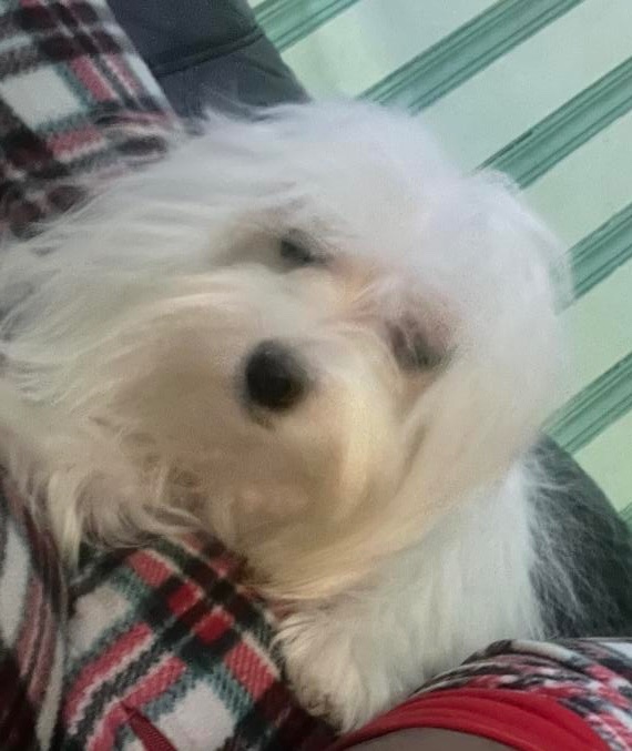 KeithOlbermann's tweet photo. LOLITA IS MISSING IN QUEENS: last seen at 111th Ave. and Francis Lewis Blvd. If you've seen or found her please go here: https://t.co/8IgAQydlg2 and/or call 877-818-0060 and PLEASE RT LOLITA! https://t.co/70RctCdyQ0