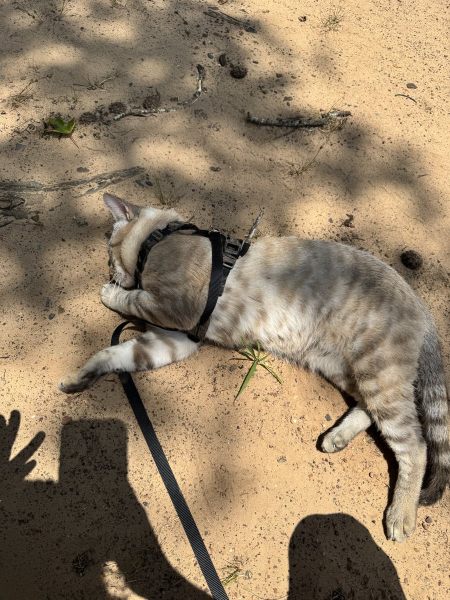 BiscuitThaCat's tweet photo. he wants to be orange so bad https://t.co/VDvk2x4OzC