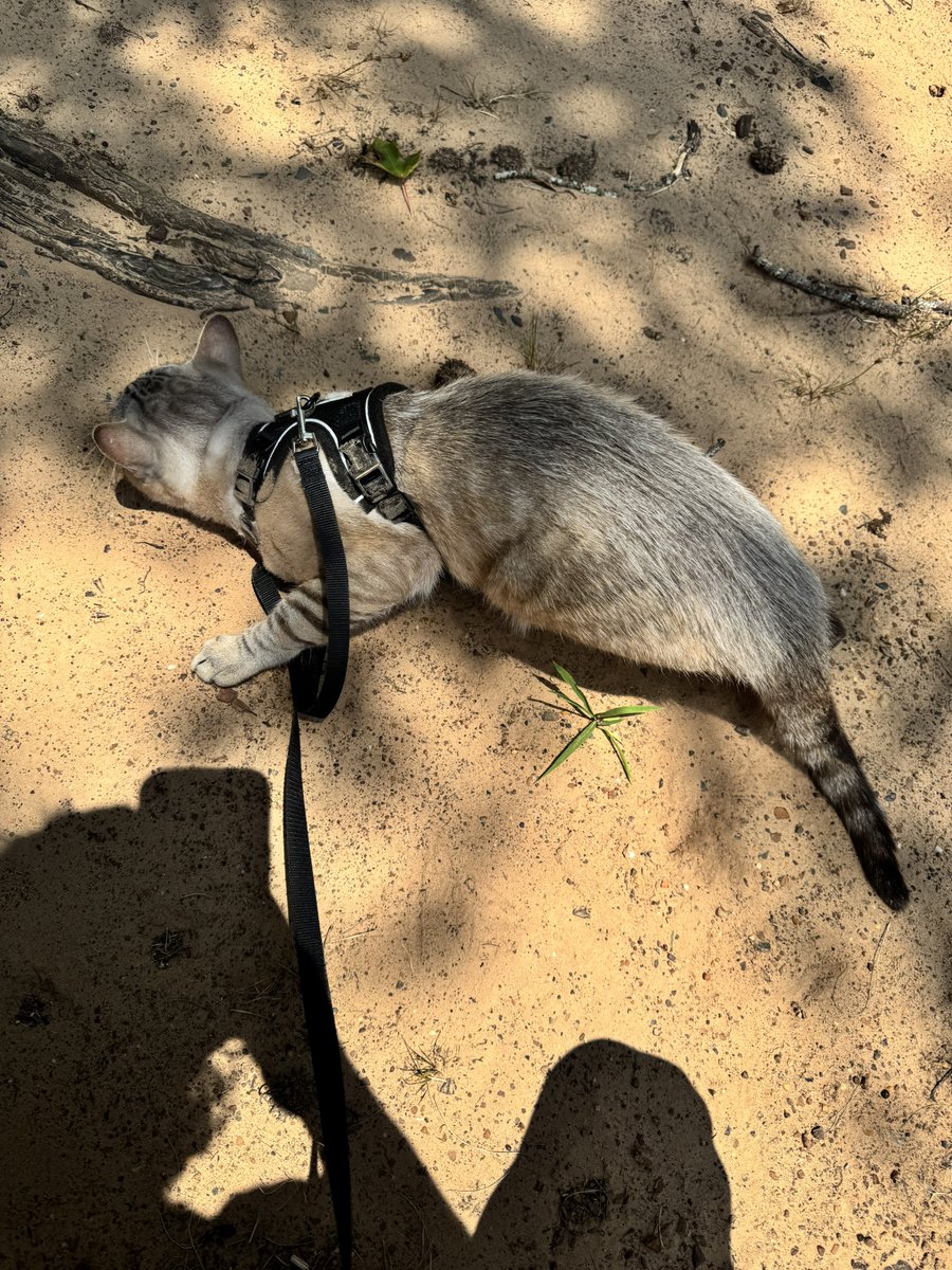 BiscuitThaCat's tweet photo. he wants to be orange so bad https://t.co/VDvk2x4OzC
