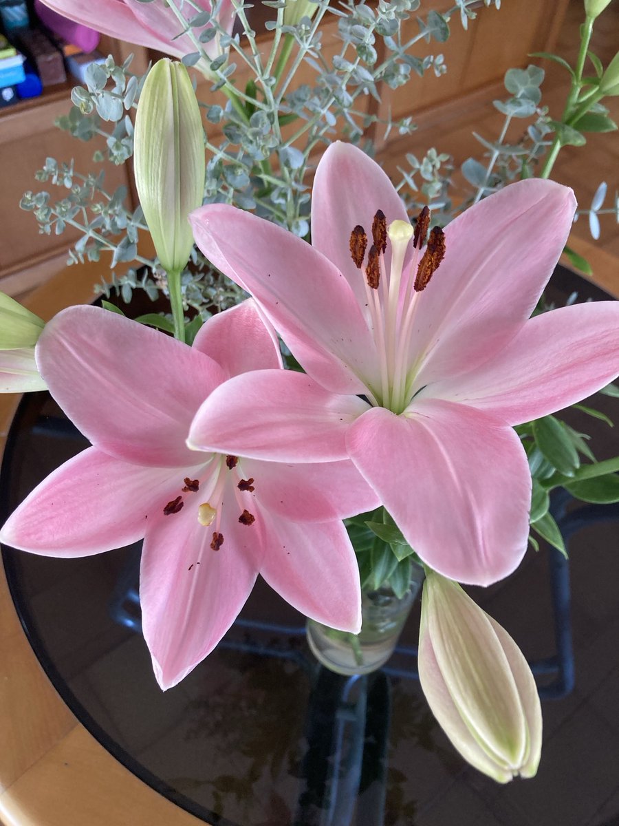 FlorsLlado's tweet photo. Lilium LA varietat Bríndisi https://t.co/75cTRO6Rzk
