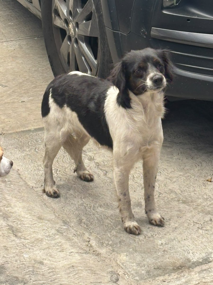 VIBRAmascotas's tweet photo. Amigos está nenita busca una familia 
Tiene 2 años , pesa 12 kilos , es medianita 
Es muy amigable con otros perros 
Buscamos una familia responsable 
Wats 5548724347
#adopta #cdmx https://t.co/Fjb4iUQEdt