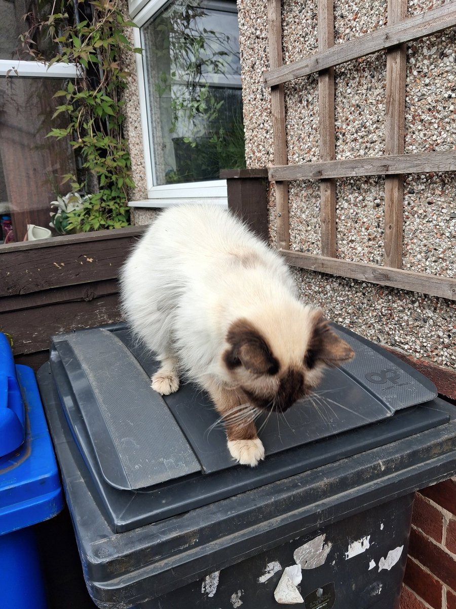 JayJayCrane's tweet photo. Been sat there for ages and then when you try to take a photo 🐈‍⬛ https://t.co/vqb38caK1A