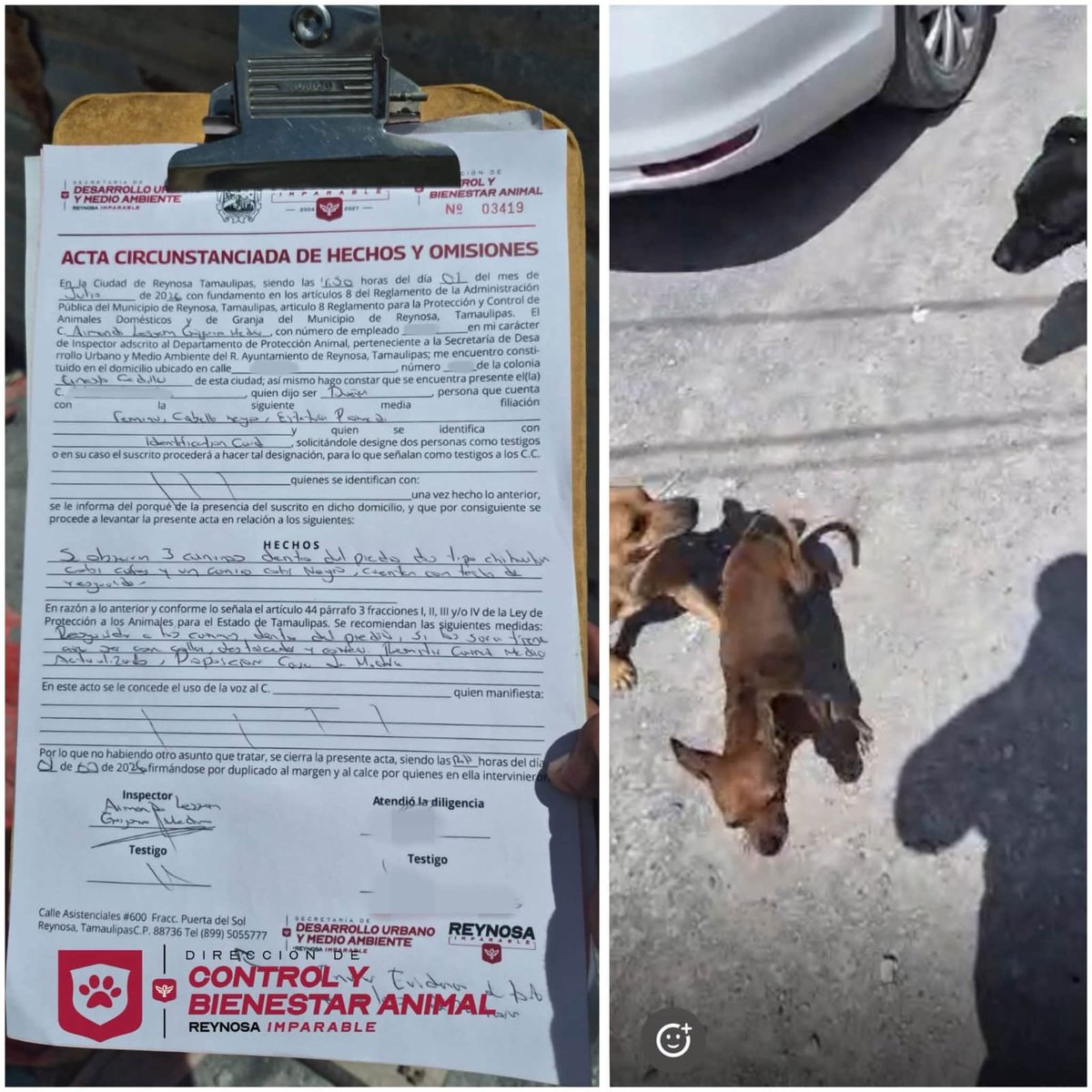 MartinJuarez64's tweet photo. 🐾 La atención a reportes ciudadanos continúa en Reynosa. Personal de Control y Bienestar Animal inspeccionó casos en Ernesto Zedillo y Las Cumbres para verificar las condiciones de los caninos y dar seguimiento a las medidas correspondientes. 🐶 #Reynosa #Mascotas https://t.co/MCHkxdlQvp