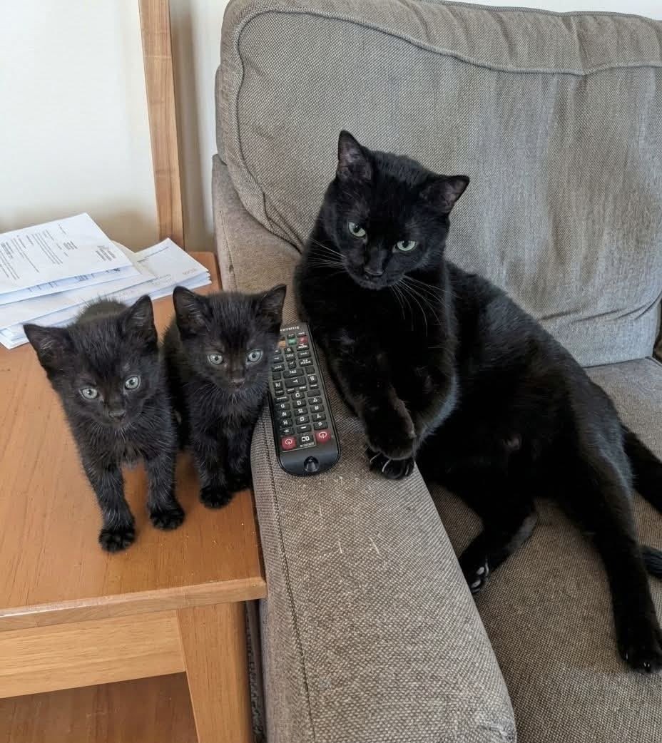 blackscats tweet picture