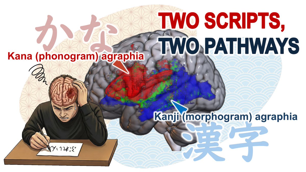 Brain tweet media