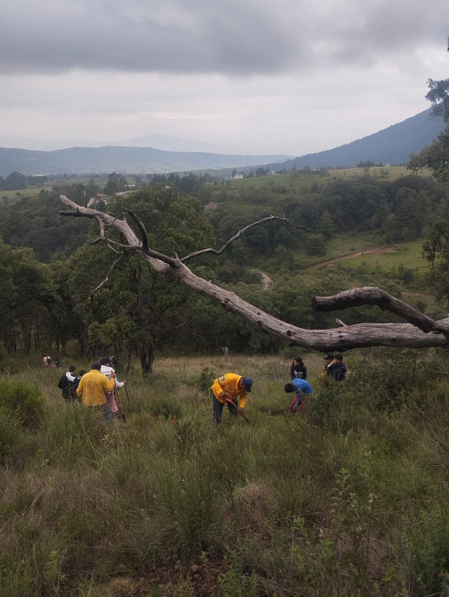 SedeaQro's tweet photo. ¡Sumando esfuerzos por el medio ambiente! 🌳 Junto a alumnos y papás de la Primaria Justo Sierra, trabajadores locales y el Sr. Clemente Obregón, plantamos 900 pinos de la región en Rancho Calixto, Amealco de Bonfil.
¡Con cercanía, trabajamos #AquíContigo! 🌱🌲 https://t.co/SHI6BTWgTq