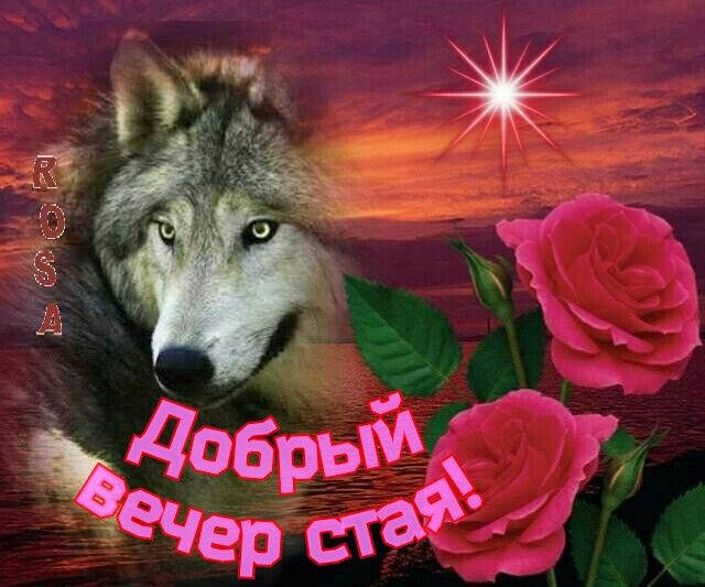 ravi0lin1's tweet photo. Я готова к новой порции постов! Да здравствует Валконация! Сёстры-волчицы, кто не с нами тот под нами ауф как говорится 💪 🐺👆
#Valko #JusticeForValko #恋与深空 #敖尹 #LoveAndDeepspace #LADS #BringValkoBack #SaveValko #BringBackValko
#LADSValkoReturn https://t.co/aJDso4qTpe