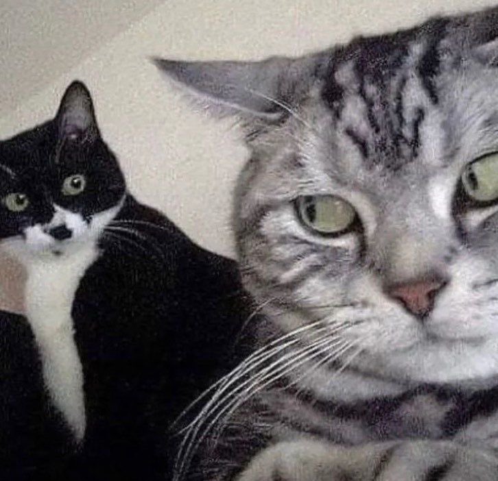 cattifirelive's tweet photo. 🌸🐈 🐈~ 👀👋 https://t.co/PEf1ZgbUkv