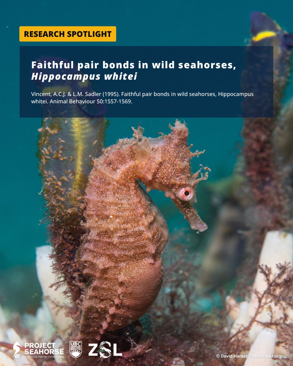 projectseahorse's tweet photo. ❤️ Meet Hippocampus whitei, the Australian species of seahorse that form faithful, lifetime bonds. This week’s #ThrowbackThursday study delves into the rare, strictly monogamous bonds that these special creatures form. Read more: https://t.co/rg1eKfZ4hW 

#ProjectSeahorse https://t.co/R1gEqV9HfI