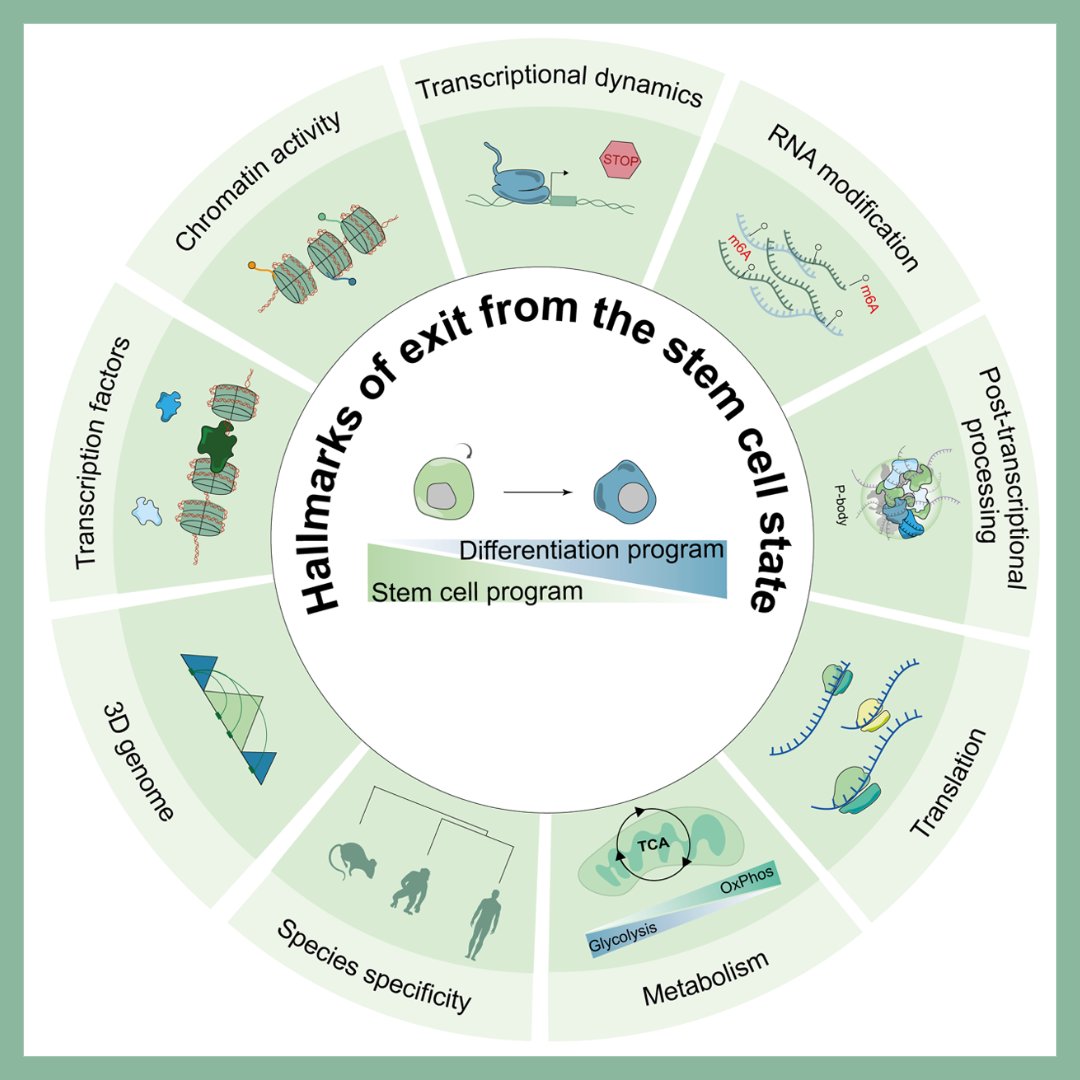 GenesDev's tweet photo. REVIEW: Mechanisms coordinating exit from the stem cell state in mammals
By Park, Levin-Ferreyra and Bruno Di Stefano
➡️ https://t.co/uAGLdaGYCu

@DiStefano_Lab @bcmhouston
#stemcell #embryogenesis #celldifferentiation https://t.co/PqI76GGbNH