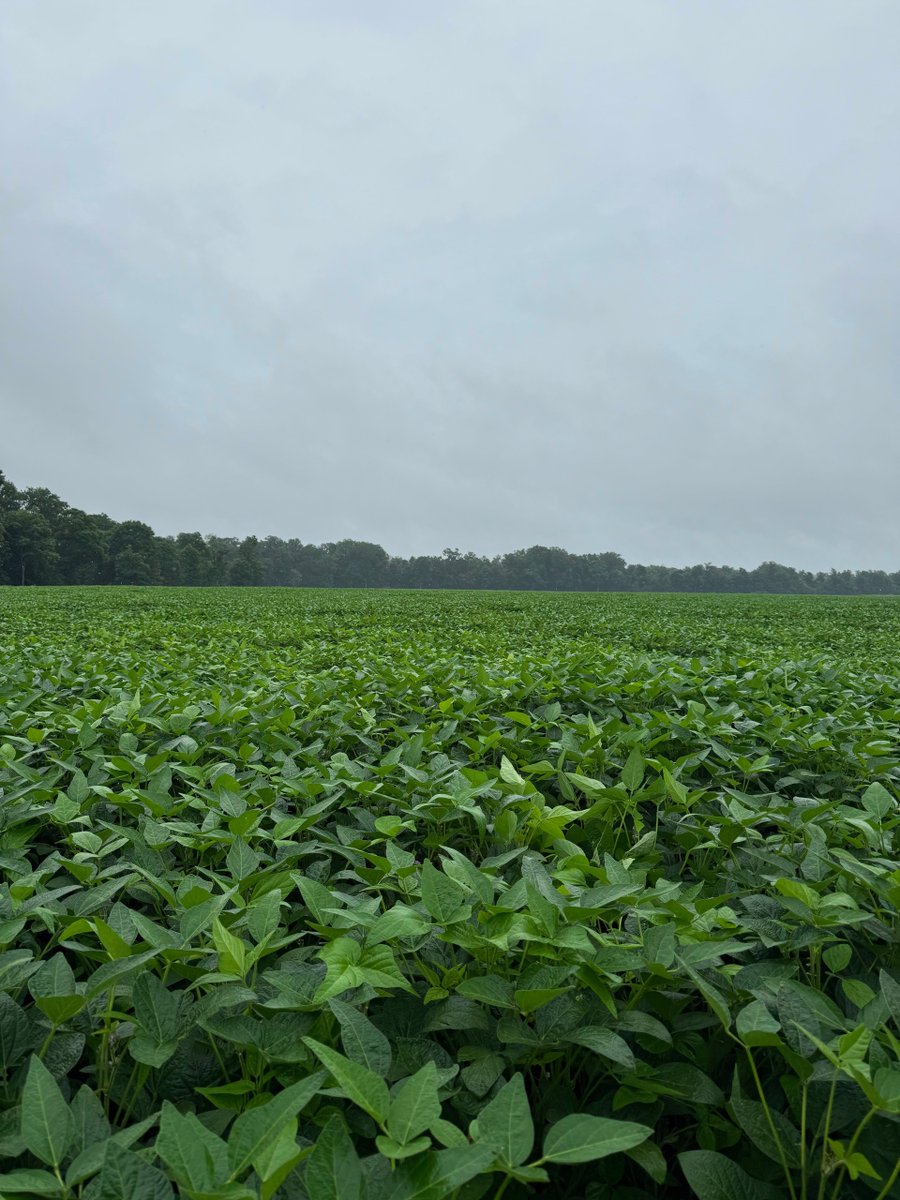 SoybeanScience1's tweet photo. Soil pH is affecting nodulation in soybean fields in southern Alabama in this #UpdateFromTheField from @Eabfranc. Zones with adequate pH have good nodulation while zones with low pH (5.2) are not nodulating at all! #SoyCheckoff https://t.co/mdduSM0SZ7