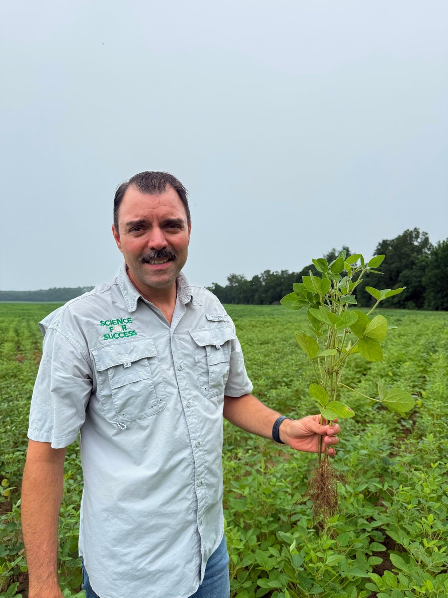 SoybeanScience1's tweet photo. Soil pH is affecting nodulation in soybean fields in southern Alabama in this #UpdateFromTheField from @Eabfranc. Zones with adequate pH have good nodulation while zones with low pH (5.2) are not nodulating at all! #SoyCheckoff https://t.co/mdduSM0SZ7