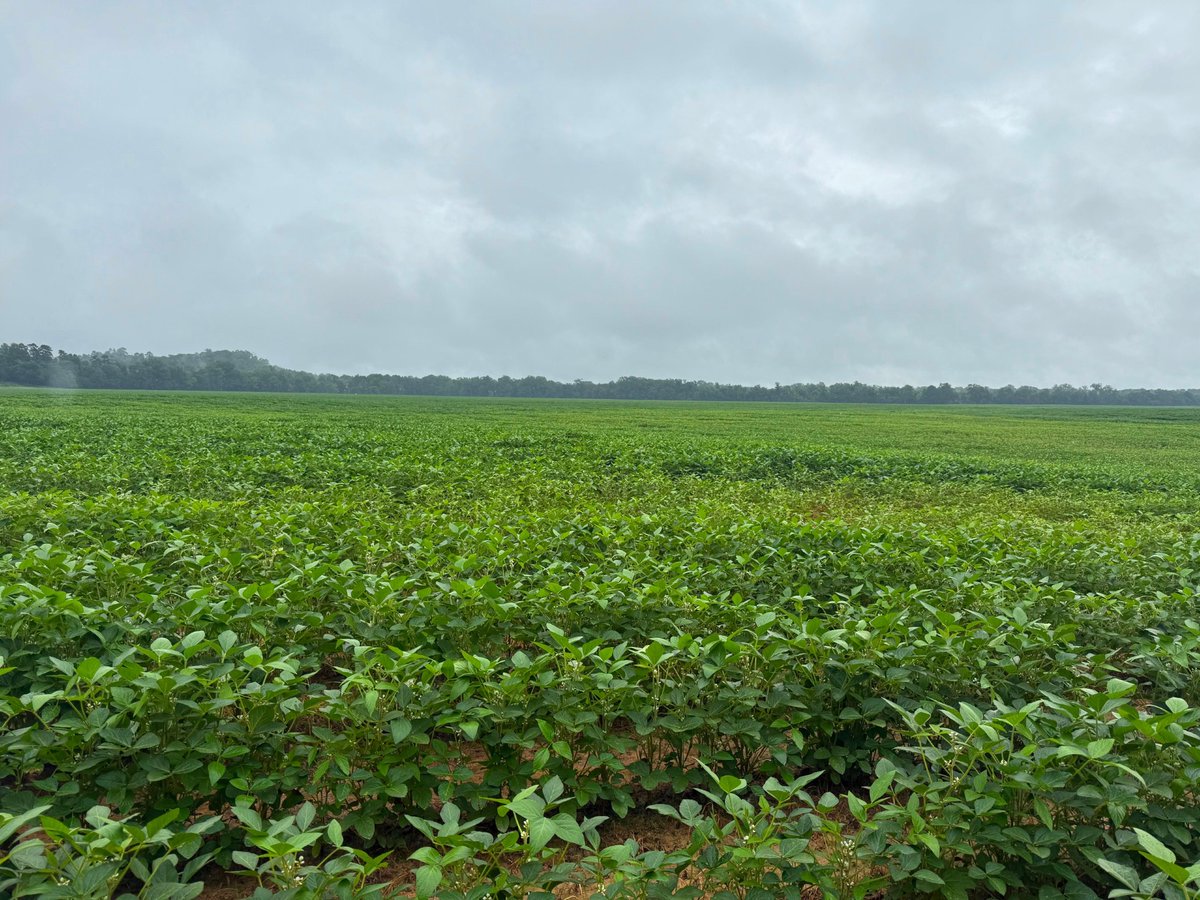SoybeanScience1's tweet photo. Soil pH is affecting nodulation in soybean fields in southern Alabama in this #UpdateFromTheField from @Eabfranc. Zones with adequate pH have good nodulation while zones with low pH (5.2) are not nodulating at all! #SoyCheckoff https://t.co/mdduSM0SZ7