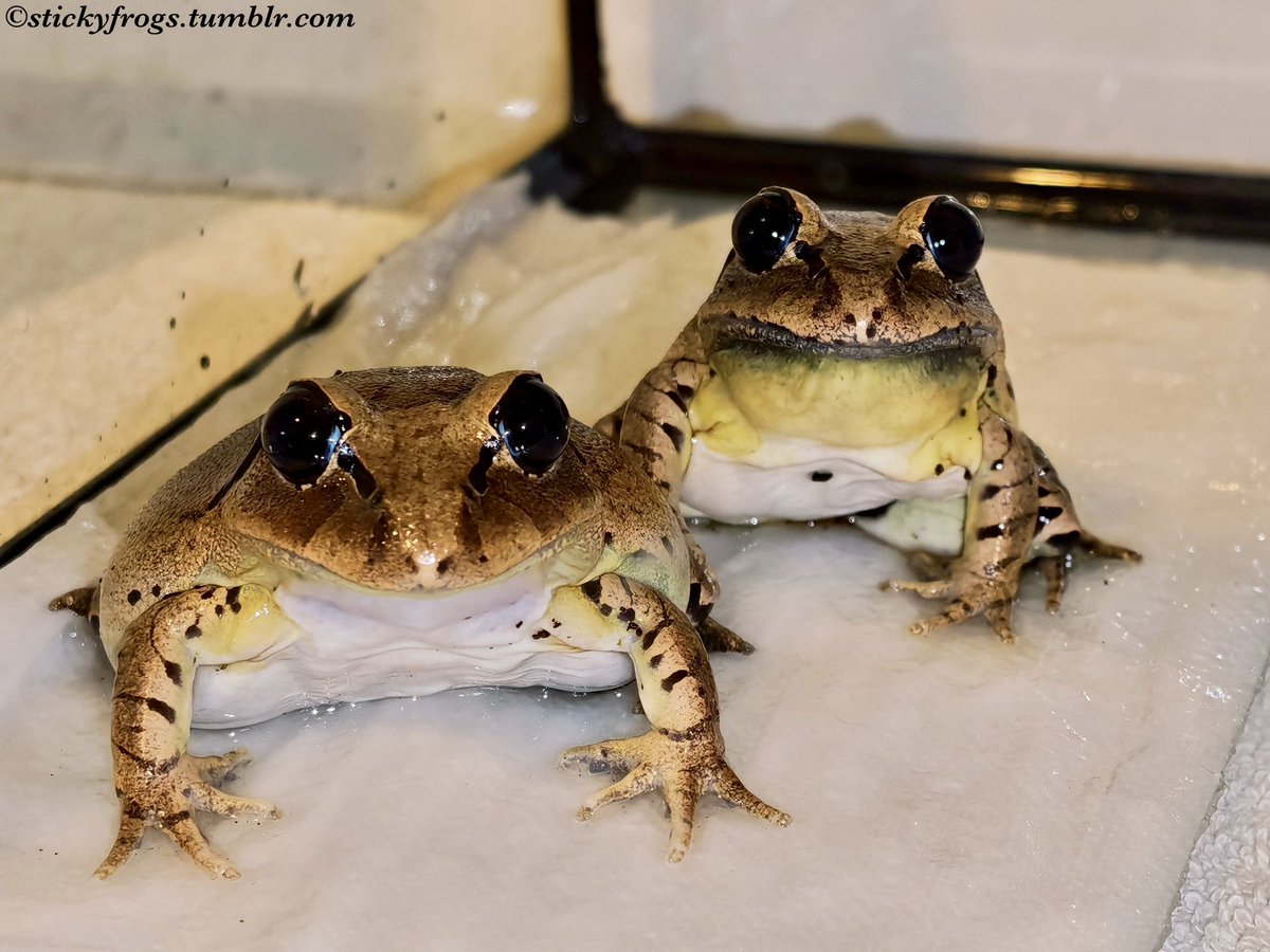 Sticky Frogs tweet media