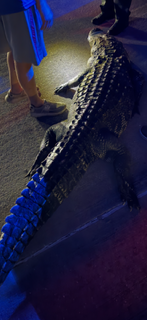 WXXV25's tweet photo. An 11-ft alligator was captured in BSL yesterday after homeowners reported it had been swimming in circles between two piers for several days. Authorities captured it &amp; determined it was blind. 
Report strange wildlife to MS Fish &amp; Wildlife (601) 432-2400 or MDMR (228) 374-5000 https://t.co/fFS2vA0w2L