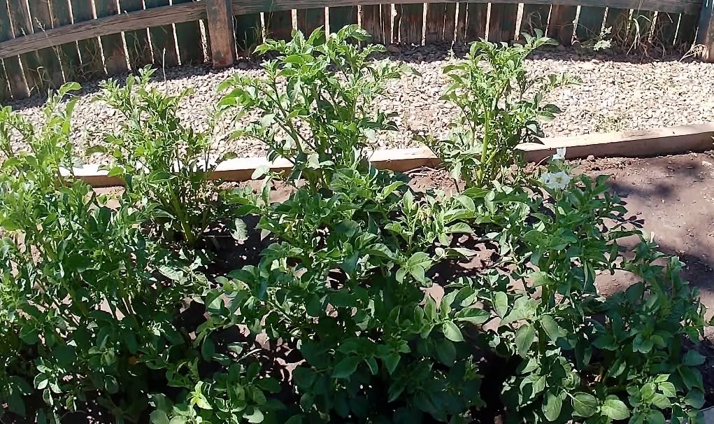 UniquePrepping's tweet photo. #55thDay of my LUSHES BUSHES!!!! #2026Garden #Potatoes #Carrots #Zucchini https://t.co/qKPfwdknVH