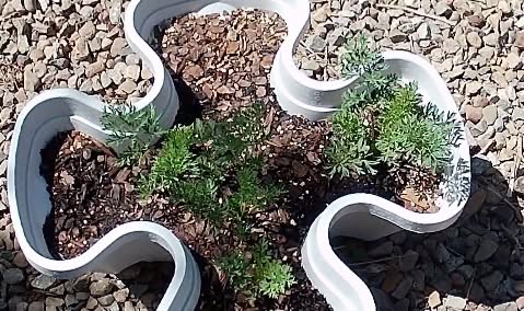 UniquePrepping's tweet photo. #55thDay of my LUSHES BUSHES!!!! #2026Garden #Potatoes #Carrots #Zucchini https://t.co/qKPfwdknVH
