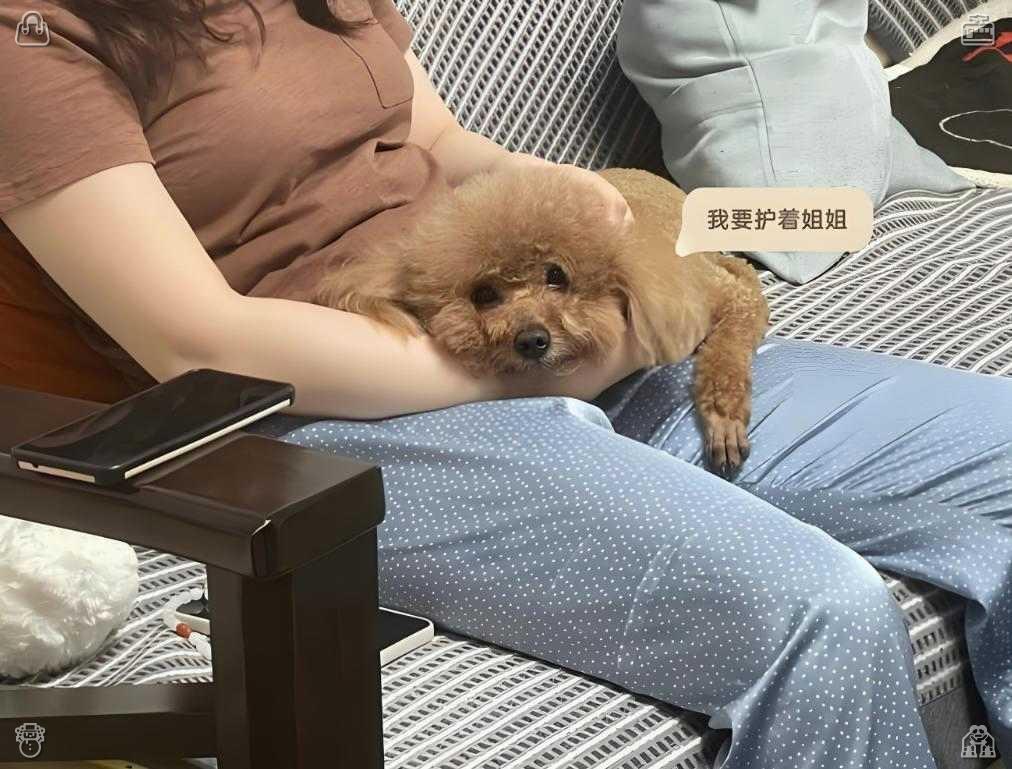 chnshnng2's tweet photo. 强壮的鬣狗在动物园围栏内成群活动，展现出独特的群体捕食习惯和野外生存特性。生产不仅关乎产品，也关乎工作经验。 https://t.co/H8ASN8YwHC